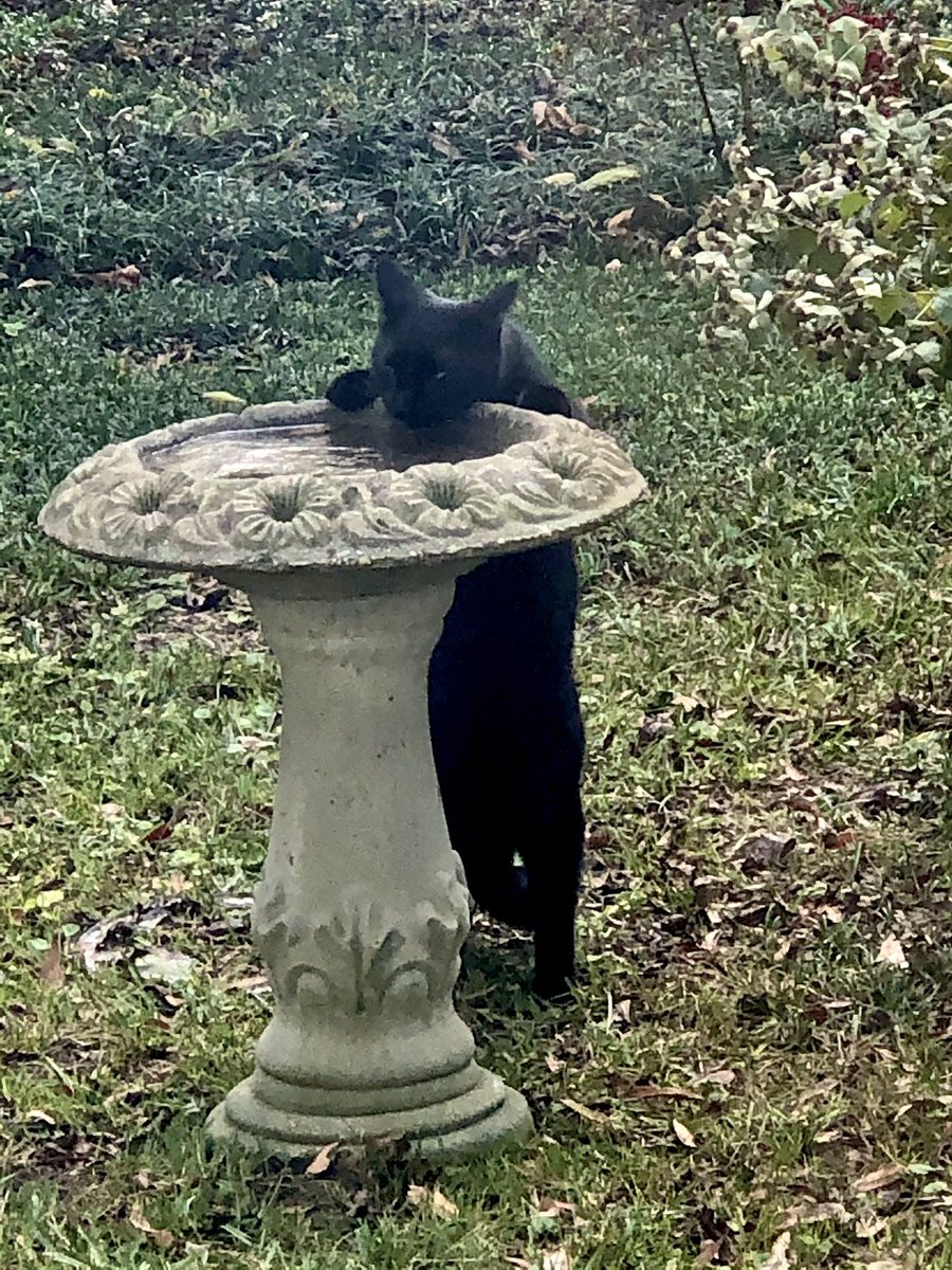 My neighbor across the street has this black cat who likes my birdbath  🥰🥰🥰