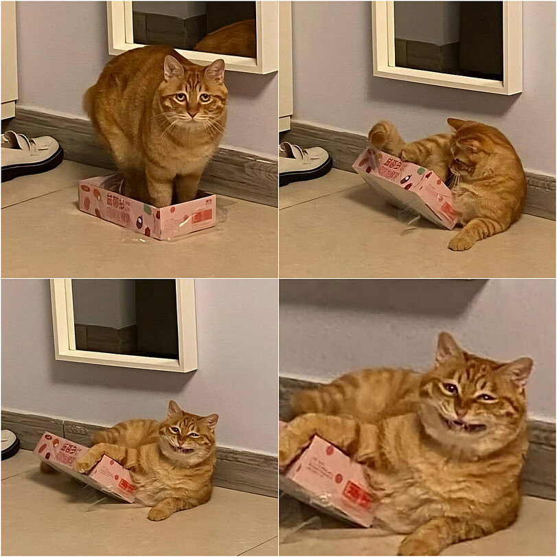 усы, лапы и хвосТЫ (@ii00869003) on Twitter photo 