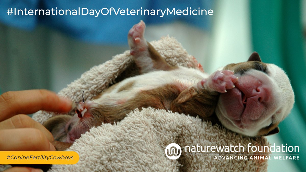 Earlier this year, we surveyed #veterinary professionals, asking them for their thoughts on the #CanineFertilityClinics that have sprung up in the UK. 🐶

🩺 Today, on #InternationalDayOfVeterinaryMedicine, read our report to find out what they told us:
👉 naturewatch.org/wp-content/upl…