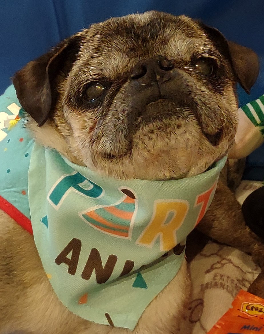 Friends, I beat the odds! 4 years ago I had a stroke. I'm still here today as a SEVENTEEN YEAR OLD PARTY ANIMAL🥳! Please join me in CELEBRATING MY 17TH BIRTHDAY🎉! LOVE MUSHU #mushuturns17 #puglife #pugsoftwitter #party #dogsoftwitter  #birthdayboy  #BirthdayVibes #December2022