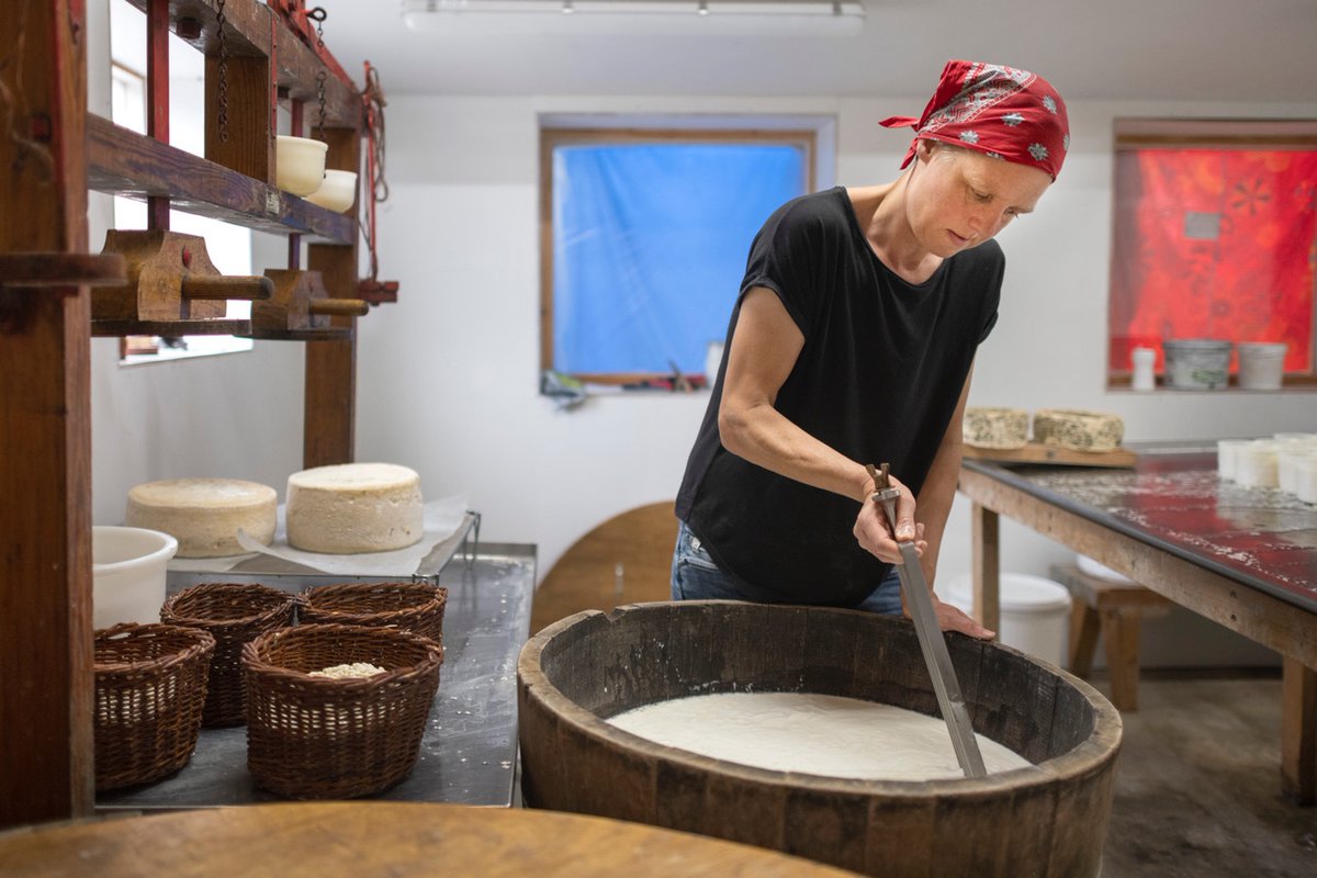 Doetie’s bijzondere, regeneratieve kaasmakerij met 70 geiten botst continu op regels die gesteld worden aan bedrijven van 2000 tot wel 10.0000 geiten. Toch blijft ze leveren, o.a. aan sterrenrestaurants. Check het verhaal op denieuweboerenfamilie.nl/bv-nederland