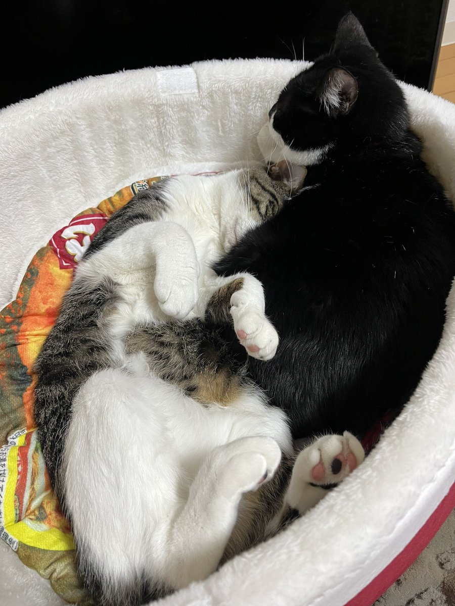 mamio561123's tweet photo. ままぁ~🥹❤️
いただいたどん兵衛の中で一緒におねんね☺️
#野良猫から家猫へ https://t.co/YxuuhifvrB