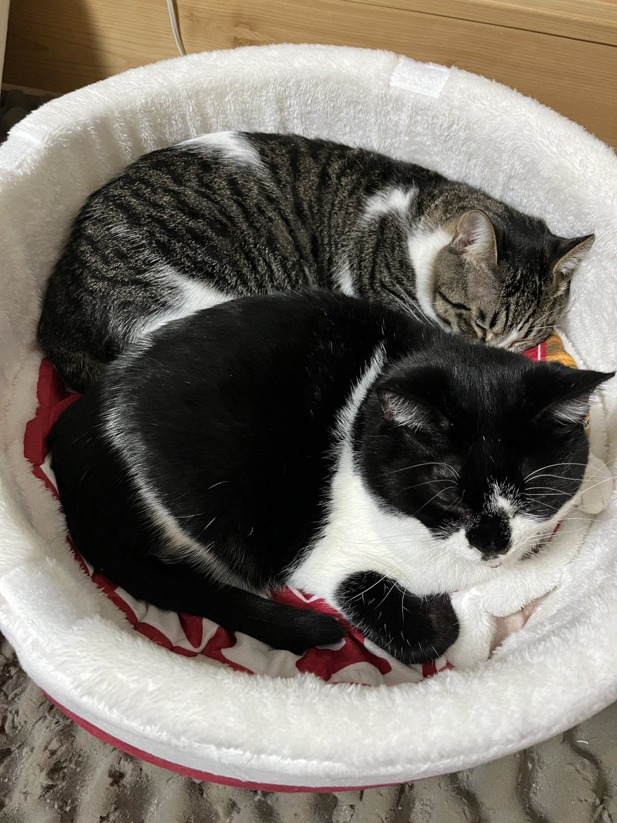 mamio561123's tweet photo. ままぁ~🥹❤️
いただいたどん兵衛の中で一緒におねんね☺️
#野良猫から家猫へ https://t.co/YxuuhifvrB