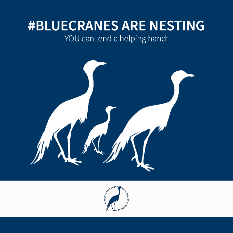 overbergcrane's tweet photo. #BlueCranes are nesting in the #Overberg, and we can lend a hand 🐣 Thirsty chicks are drawn to water troughs in the #summer. Place a brick/stone inside to help them climb out if they fall in. Also keep farm gates open where possible to minimise the risk of entanglement. https://t.co/jRiLNuBq4L