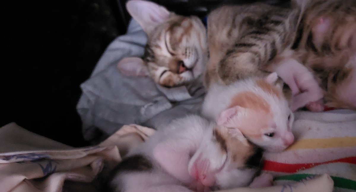 Molly dan bocil² usia 2 minggu