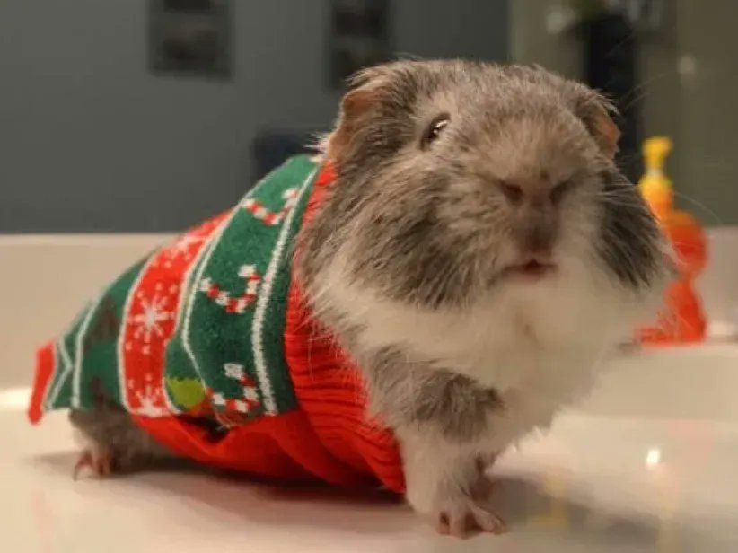 BromleyHouseLib's tweet image. It&apos;s National Christmas Jumper Day! Too late to start knitting now, but plenty of time to experiment for next year! Get inspiration here buff.ly/3FvNlzT Or be a guinea pig for the Bromley House Knitters! #BromleyHouseLibrary #Nottingham #christmaslibrary