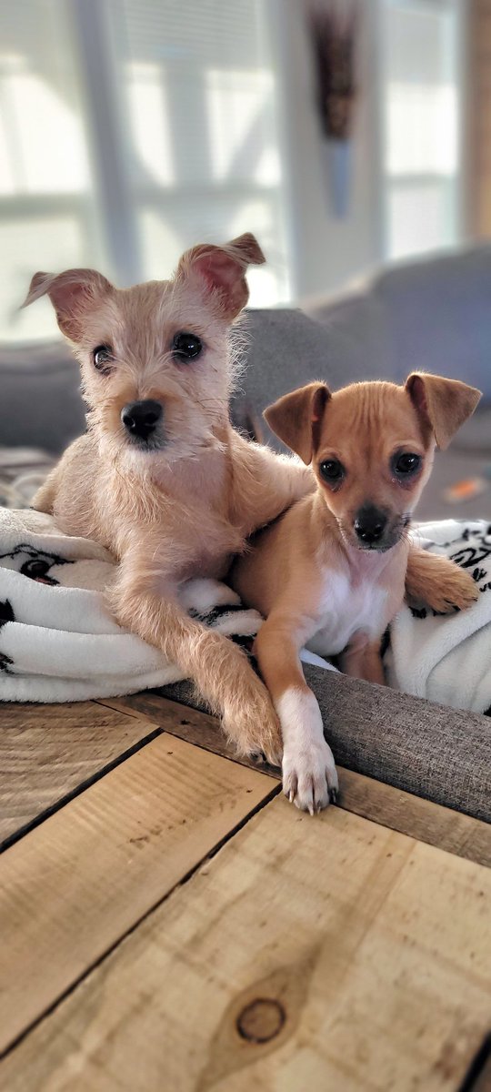 miles_two's tweet photo. We adopted a puppy for the puppy we just adopted. #DogsofTwittter #RescueDogs https://t.co/kHvnJ389h9