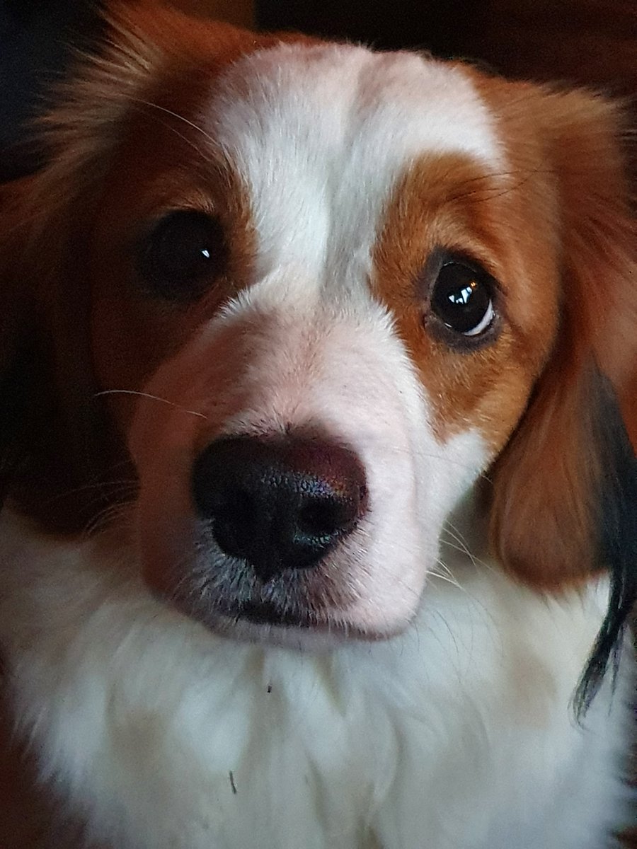 Idag fyller den här sötnosen 1 år. Hipp Hipp Hurra!

#kooiker
#kooikerhondje
#nederlandsekooikerhondje