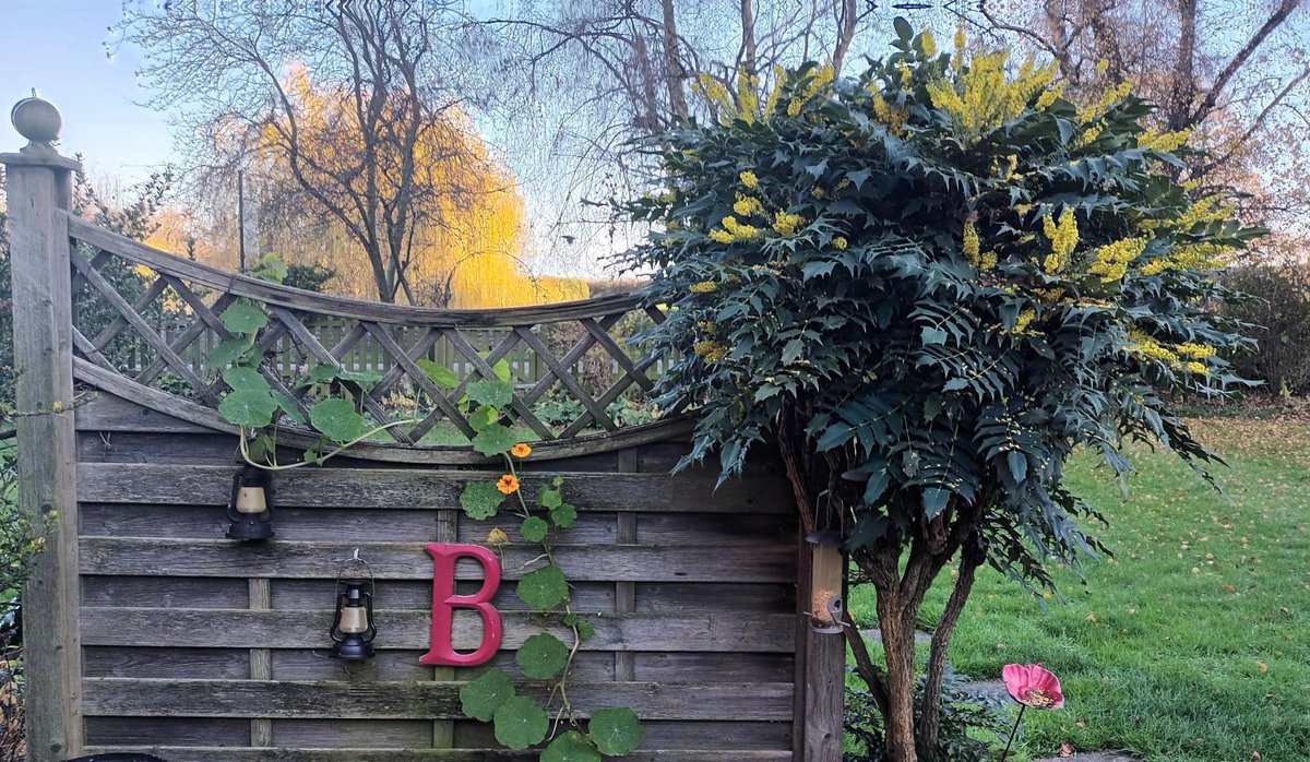 In the garden  7  December, and oh so welcome.