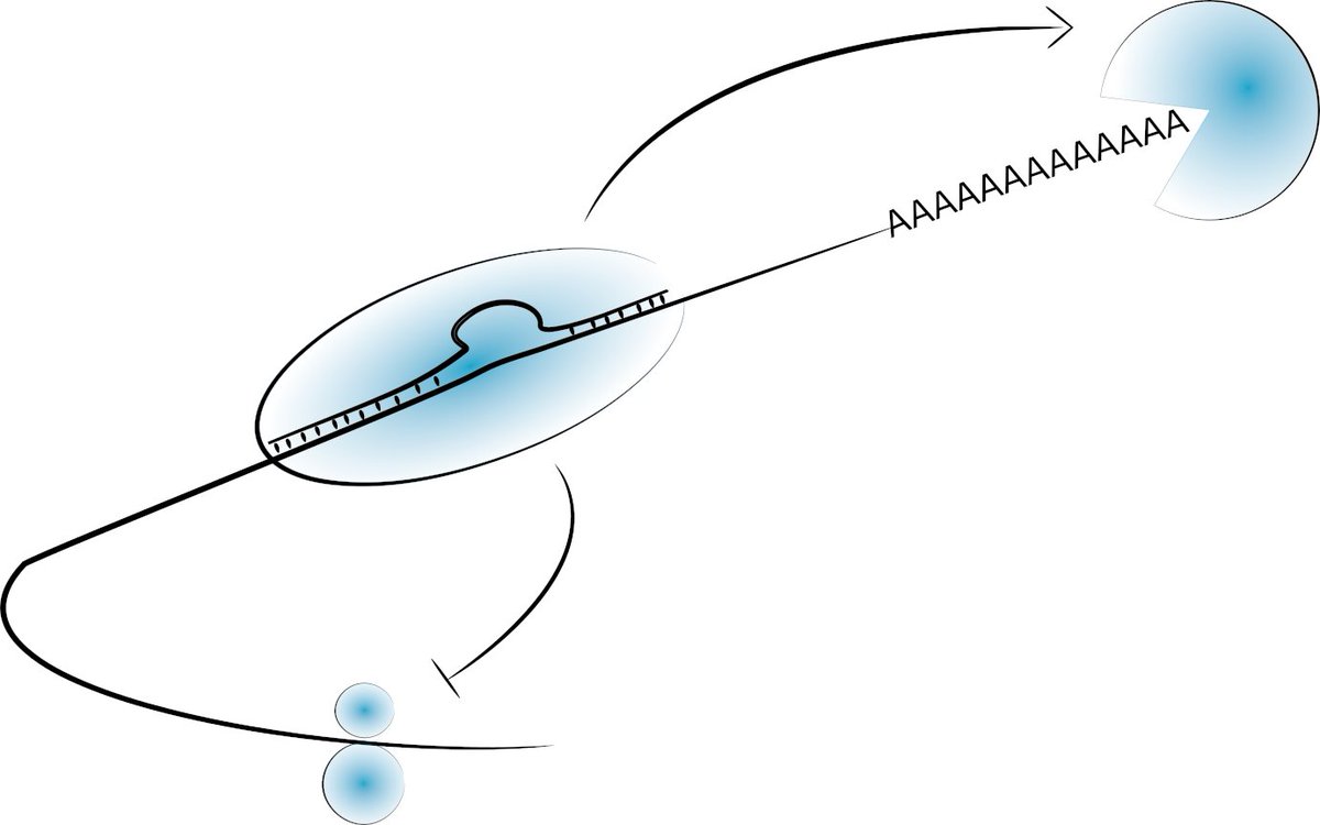 Come do awesome science and learn with me!

I have a PhD position available to study the effects of variation on miRNA targeting.

* Why does mutating miRNA sites not always have an effect on the target?
* Why does varying miRNA level not affect the levels of all targets?