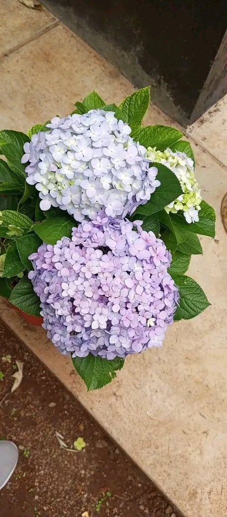 0729223329
<a href="/Landscape_Kenya/">Landscapers Kenya</a>