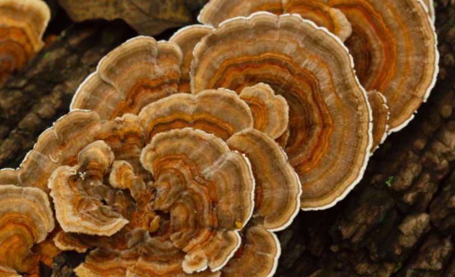 Last chance to receive orders before 🌲, Medicinal Mushrooms and How to sooth a Cold Sore! - mailchi.mp/6a90817af075/t…