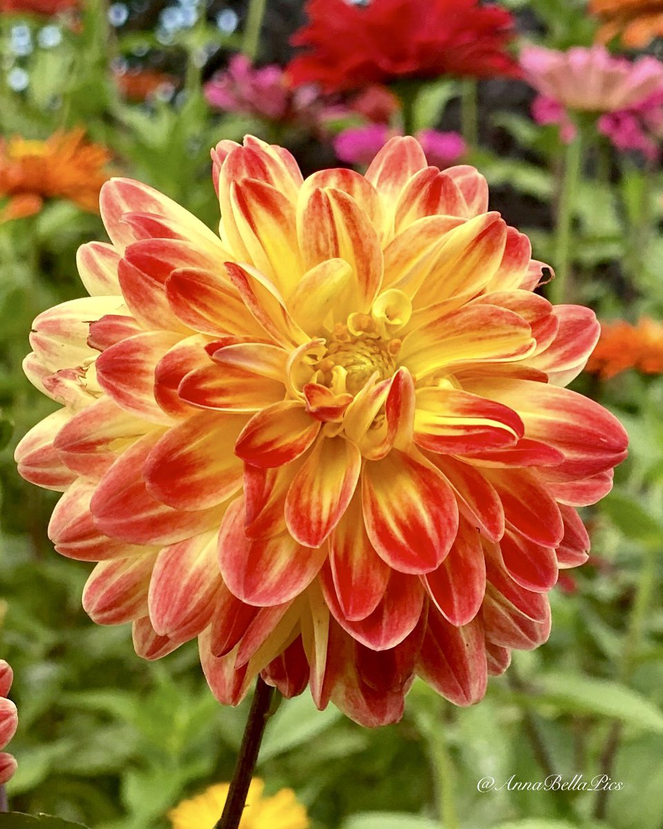 AnnaBellaPics's tweet photo. A splash of warmth from the summer garden🧡🌼 Wishing you all a happy Friday and a wonderful weekend🌿 #gardening #flowers https://t.co/lgzYgCmv7a