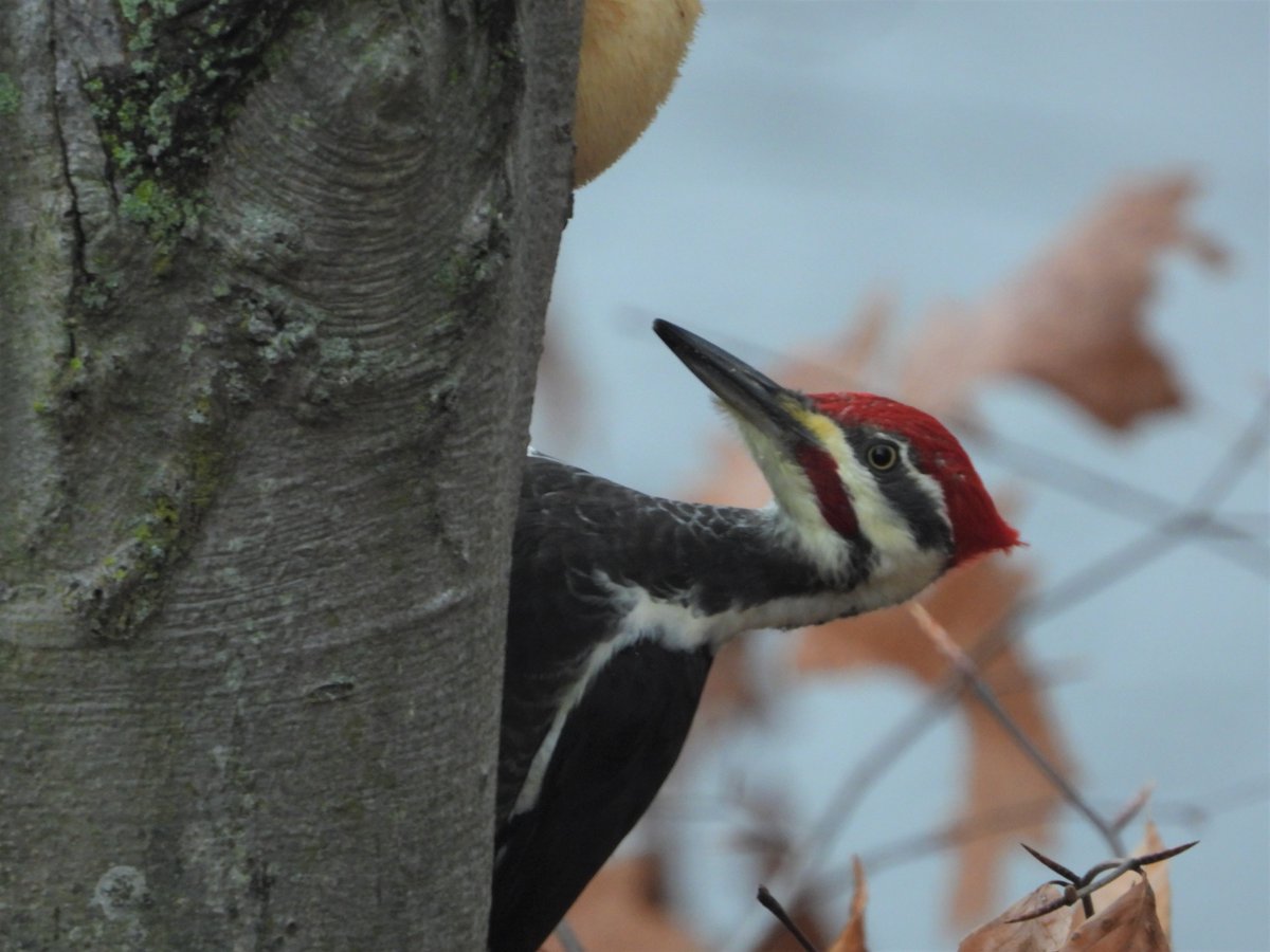 That mushroom tells the woodie the tree’s soft—easy digging for a roost. My photo reminds me to recommend MUSHROOM RAIN, a terrific #picturebook packed with mushroom science, including mushrooms’ ecosystem role. By <a href="/LauraK_PBwriter/">Laura K. Zimmermann</a>, with art by @Jamiemgreenart. Book link next 1/2