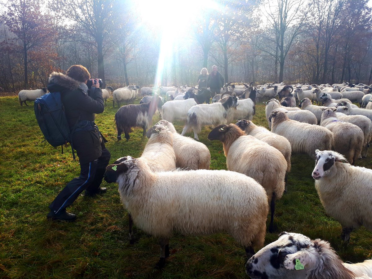 Op reportage voor Landlopersboek op Landgoed Anderstein in Maarn met de schaapherders van c&amp;k landschapsbeheer en <a href="/AndreaGulickx/">Andrea Gulickx</a> Met dank aan de meewerkende kudde #Schoonebeekers met Nederlandse Landgeiten!