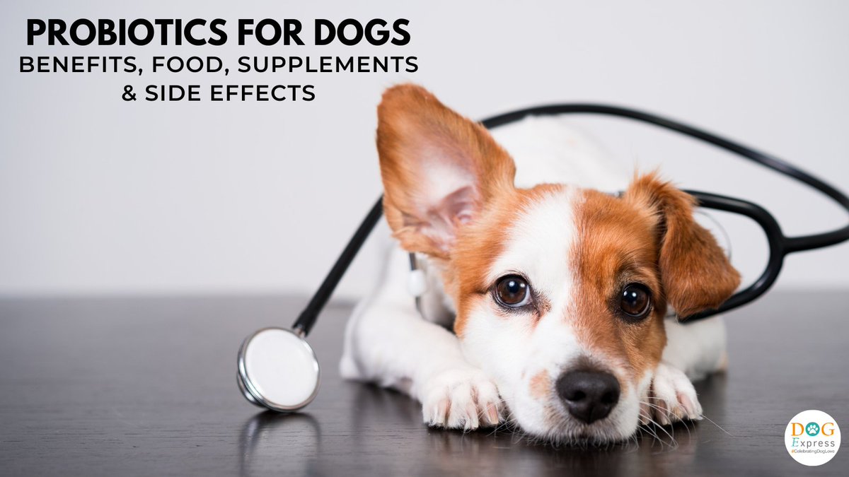 Dog_express's tweet photo. Probiotics for Dogs: Benefits, Food, Supplements & Side Effects ๐
https://t.co/acGMOyAWS7
#Dogexpress #Doglovers #Dogcare #Doghealth #Dogfood #Dogsupplements #Probioticsfordogs https://t.co/8xcNr5xX70