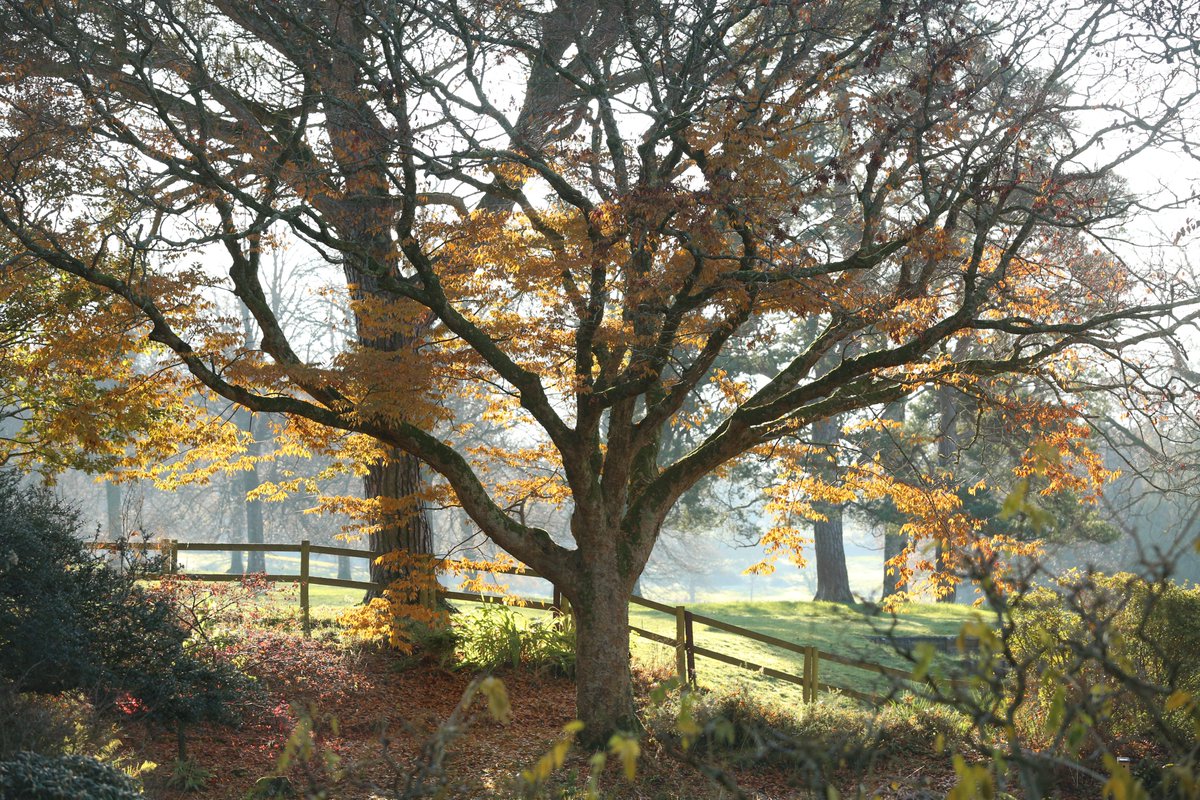 The last of the Autumn leaves...