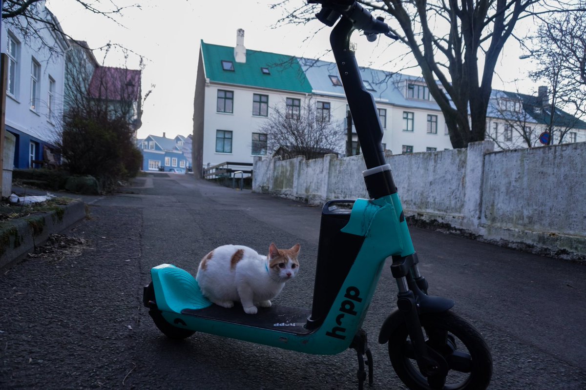 „Mjámjá mjá mjámjámjá mjá mjá mjámjá mjaaá“
#kettirofHopp