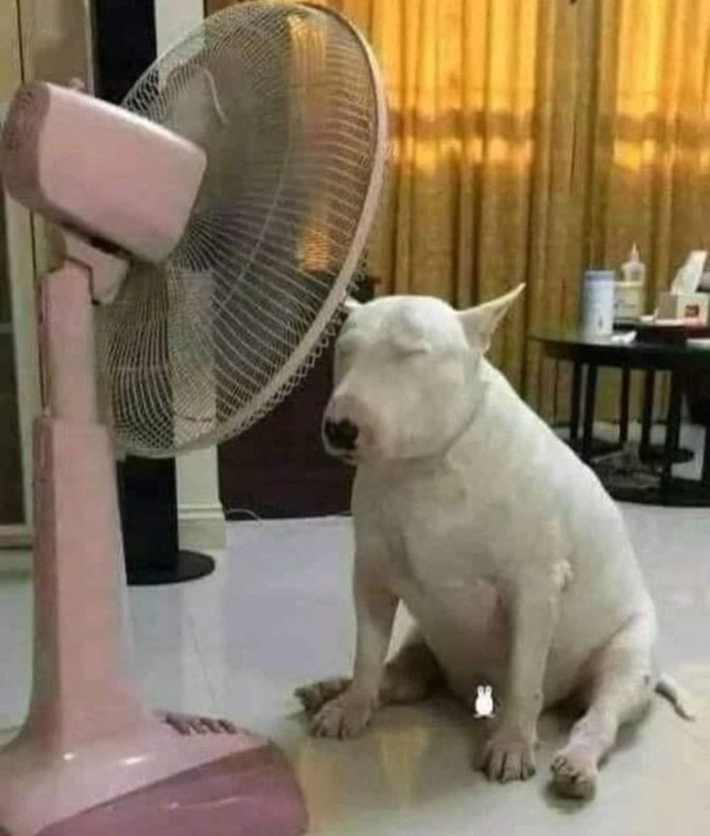 BrahianDuarte's tweet photo. De acá a marzo este capítulo de mi vida se va a llamar “odio el calor con todo mi ser” y pienso quejarme todos los días. abrazo https://t.co/NC098l9guH