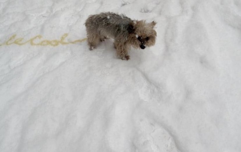 Michael McDermott tweet media