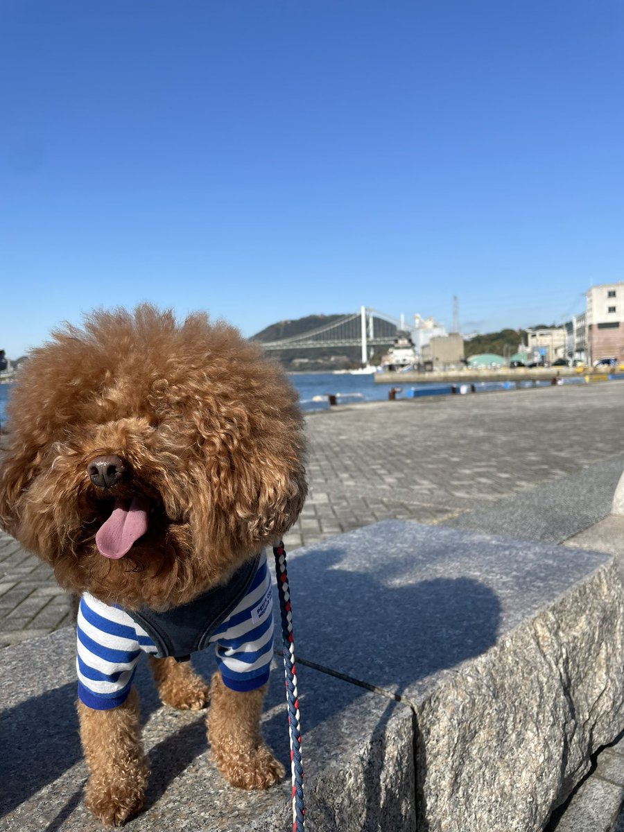 fuuta__ponta's tweet photo. カメラどこ〜👀
#トイプードル 
#顔デカい
#ぽんたです https://t.co/iK92KIAOmI