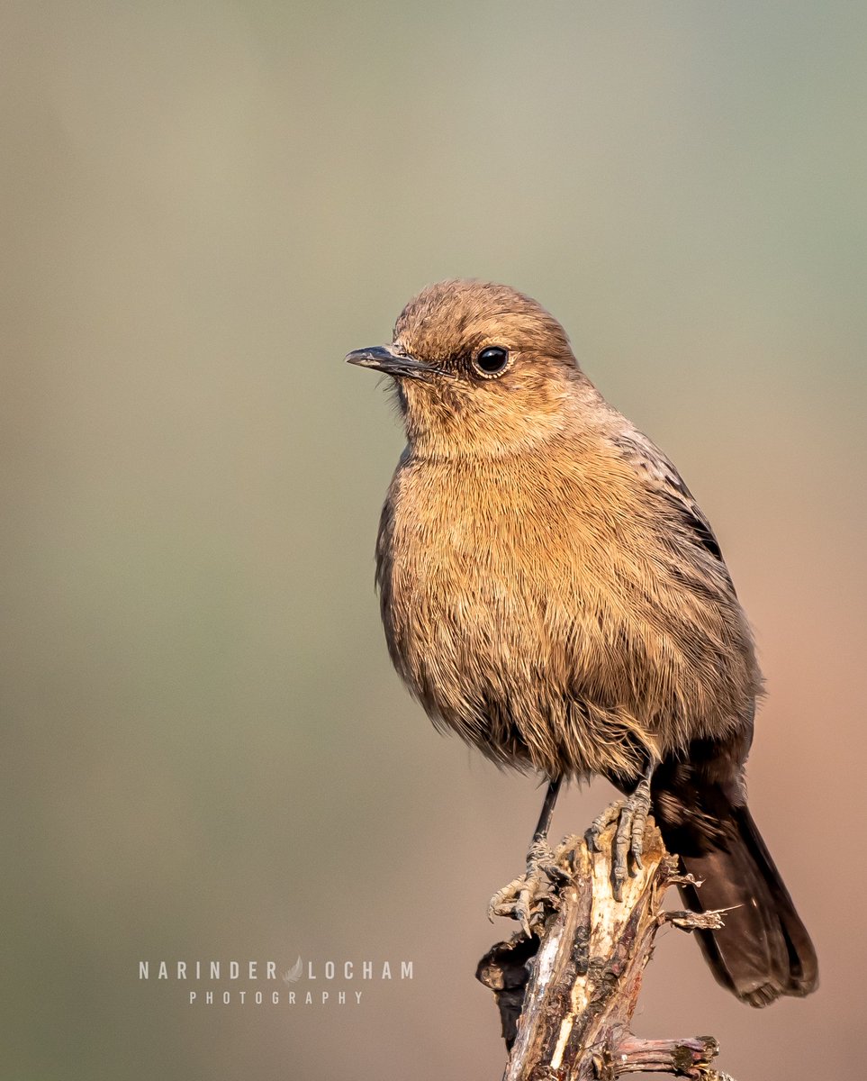 BROWN ROCK CHAT

#brownrockchat 
#nature 
#beauty 
#wildlife 
#birdwatching 
#BirdsSeenIn2022 
#portrait 
#BBCWildlifePOTD 
#TwitterNaturePhotography 
#TwitterNatureCommunity 
#IndiAves 
@NikonIndia