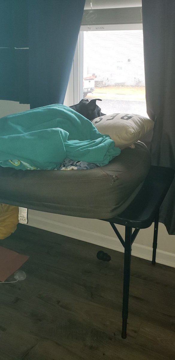 Raven_Guild's tweet photo. Me: I don't know what you mean, we don't spoil our dog. 

Also me: https://t.co/S9cO01PYmz