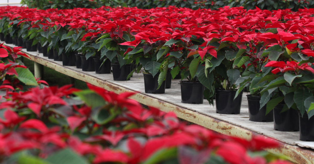 Poinsettias are everywhere now! It's a great time to teach K-12 students about BC's robust floriculture industry. Students can learn all about it at <a href="/bcaitc/">BC_AgInTheClassroom</a>'s Grow BC resource at ow.ly/uQ4350GxJ4c.