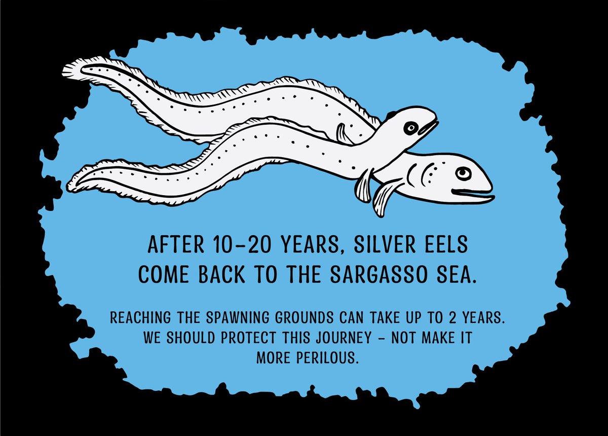 FishSecretariat's tweet photo. #AGRIFISH: At #COP15 in Montreal, countries are asked "to make peace with nature". Meanwhile, EU member states fight for the right to fish the critically endangered #eel. @EU2022_CZ: we support the 6-month closure. Ministers should too. #Endoverfishing https://t.co/iEa9Qke30P