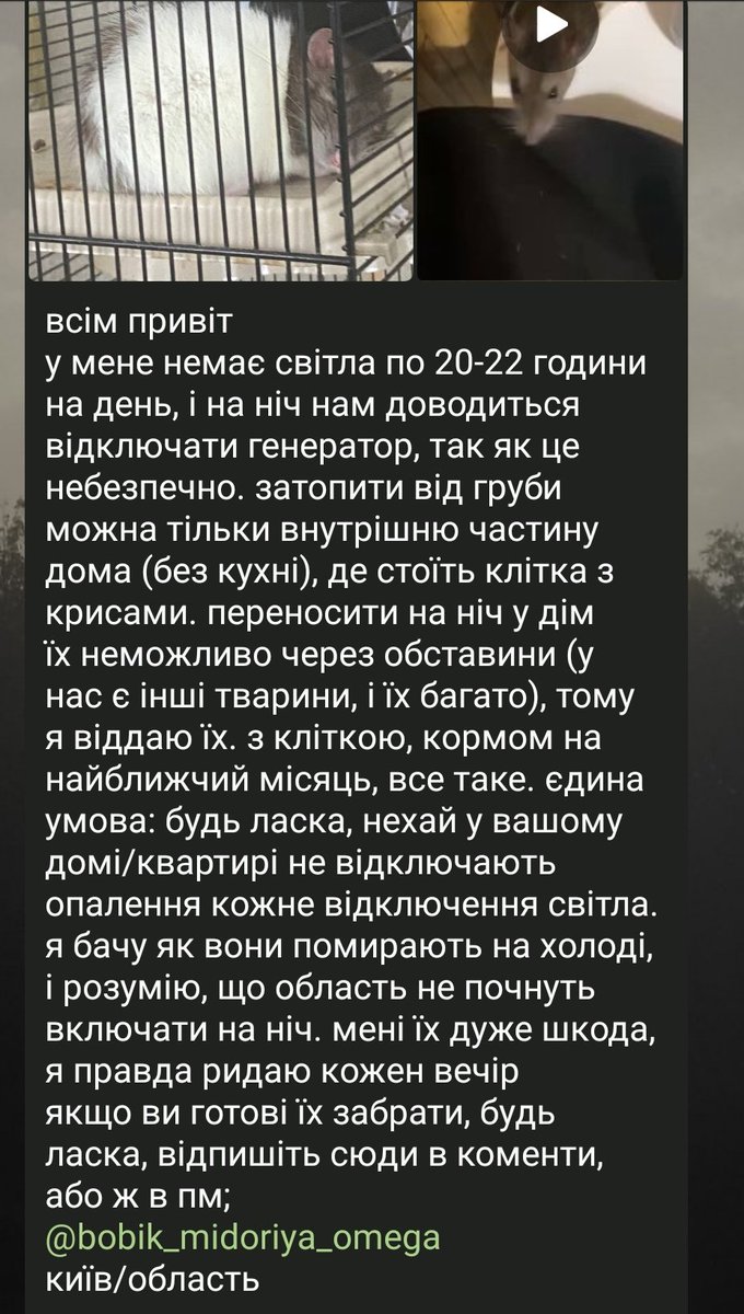 сліпа мавка | пані невдаха 🏳️‍🌈🇺🇦⊖ tweet media