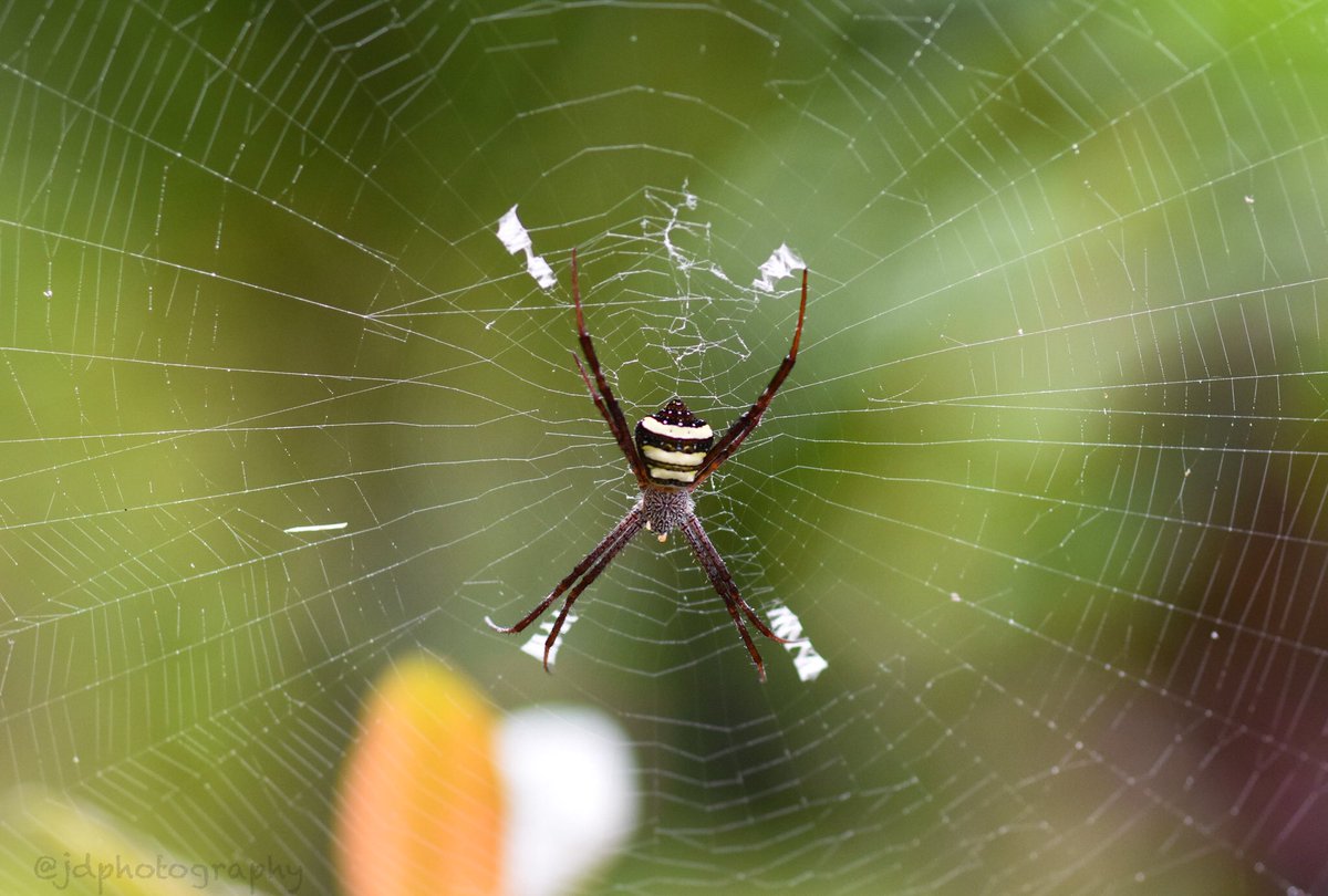 PloningJ's tweet photo. A female Argiope versicolor SPIDER. #crossspider the colorful spider.
She usually sits head down in the centre of the web, with legs held spread-eagle in an 'X’.
#argiopeversicolor #naturephotography https://t.co/k4HFnIa36M
