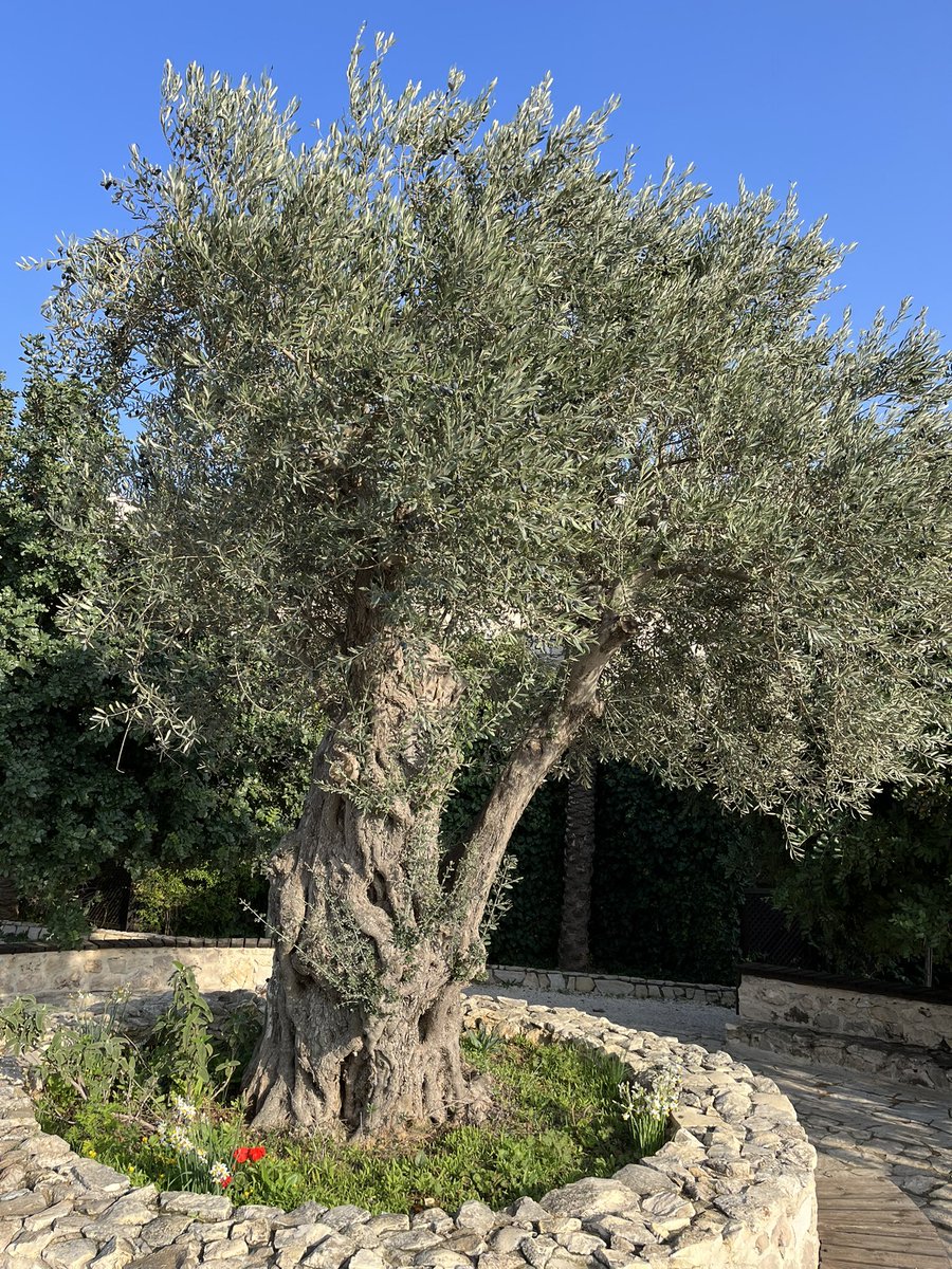 rgranke's tweet image. 500 year old #olivetree near Bethlehem #iftreescouldtalk