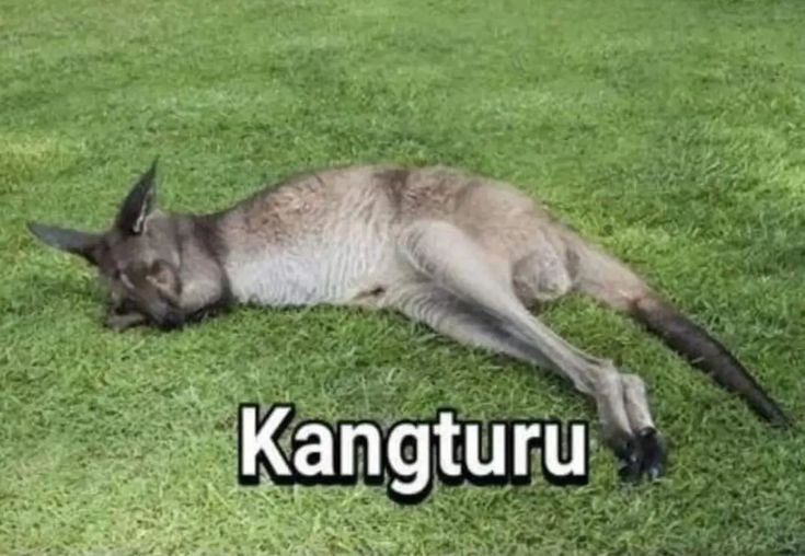 “kak” Kaesang (@kaesangp) on Twitter photo 