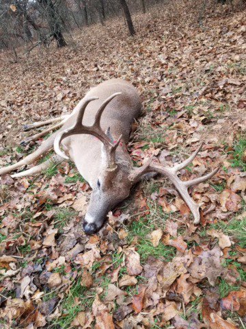 SonderfaII's tweet photo. A successful hunt lowers your carbon footprint.

#GreenEnergy 
#carbonfootprint 
#CarbonEmissions https://t.co/hS6X4pW1uL