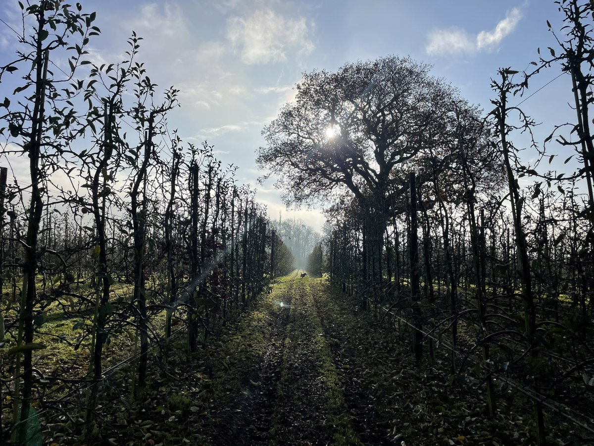 Olive BT (@bt_olives) on Twitter photo 