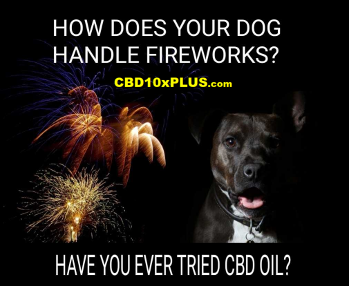 CashSaverPlus's tweet photo. Pets and Fireworks are not a good match. 

CBDa helps calms your furry friends. We offer both pet CBDa treats and CBDa Drops for your pets. Order today, and you will be glad you did! https://t.co/rnGITvRdLD https://t.co/2U4fNviBcD