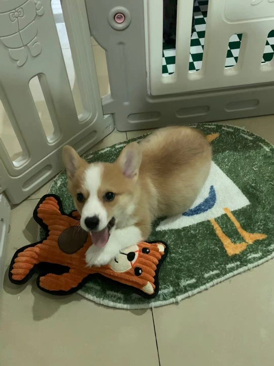 PetChain2's tweet photo. It's so warm and healing when it smiles🥰🥰🥰
#dog #carnivore #tail #meatlover #lovemydogs #pets #animallover #wildlife #animalsaddict #whiskers #companiondog #fawn #snout #topdog #snoutout #dogphotos https://t.co/UKkewAkFzx