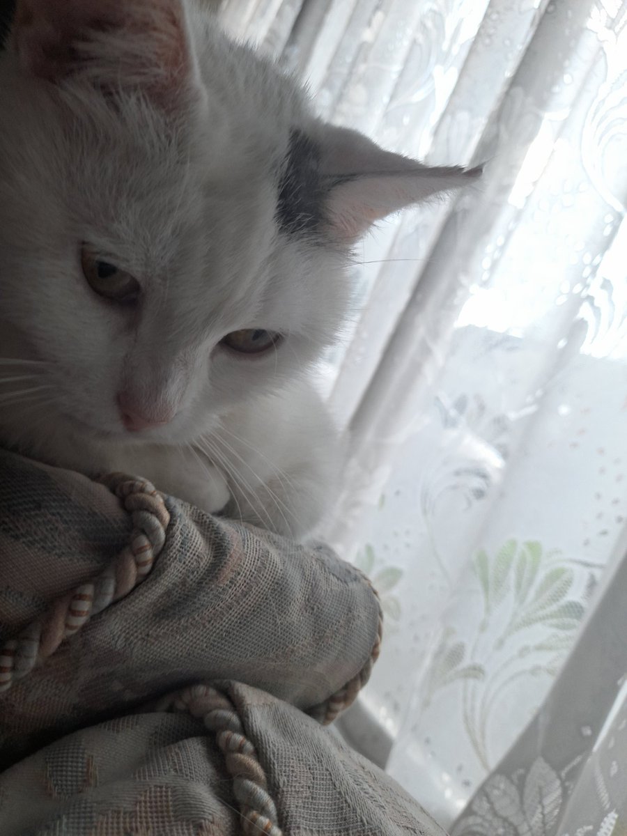 DabornMichelle's tweet photo. @JaneFallon Happy birthday from me and Fifi xx https://t.co/gEZW7Jzmab