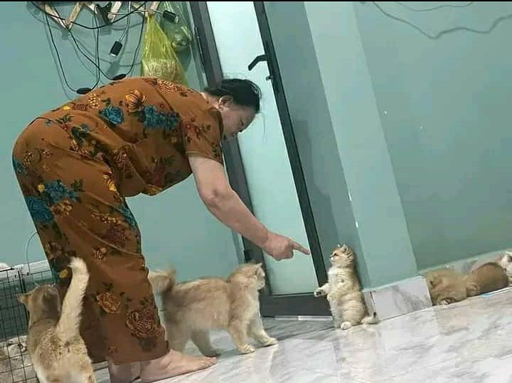 kochengfs's tweet photo. 🐈‍⬛ lucu bgt dimarahin https://t.co/8jco5bCiFk