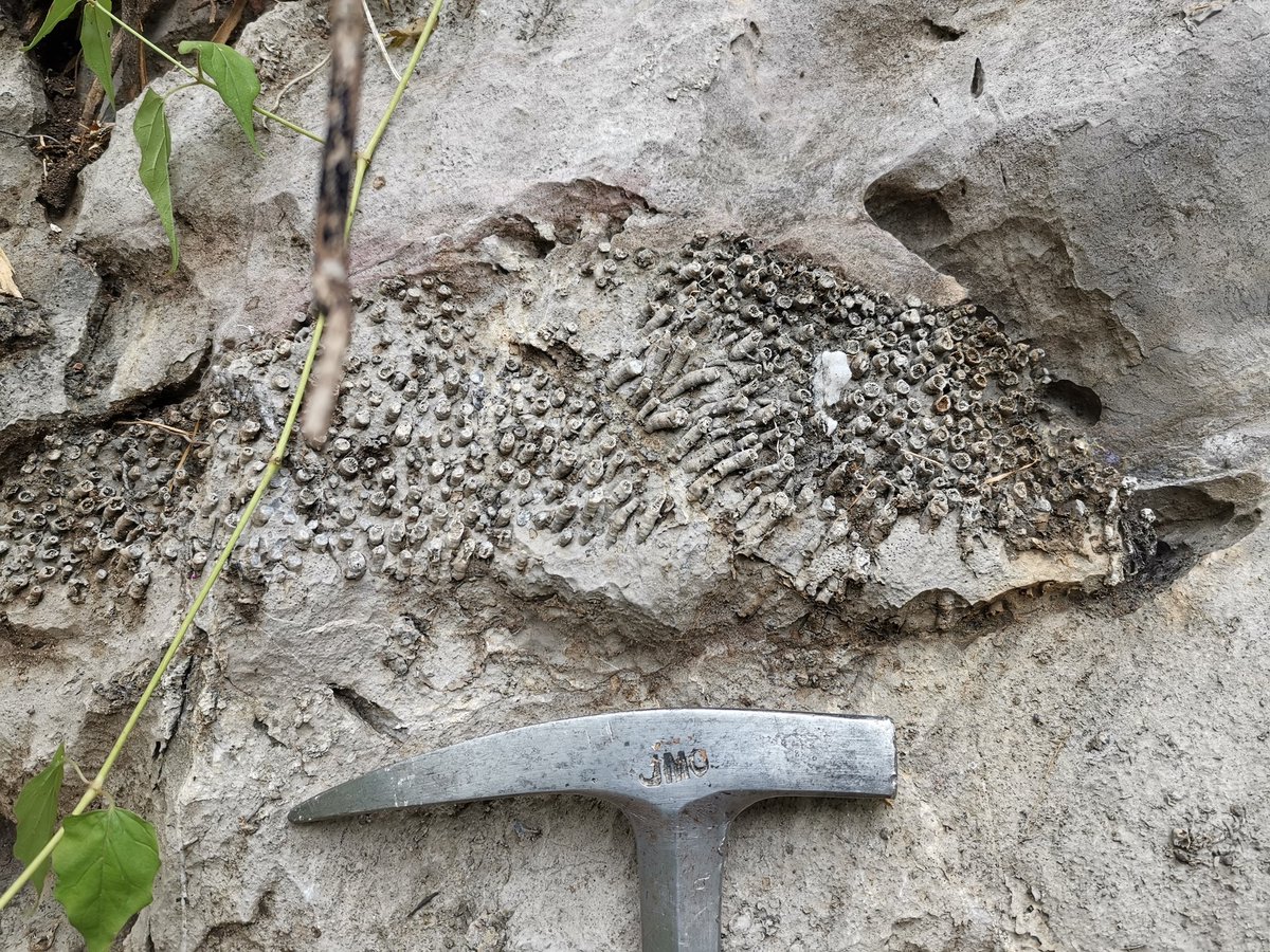 Baran Karapunar tweet media