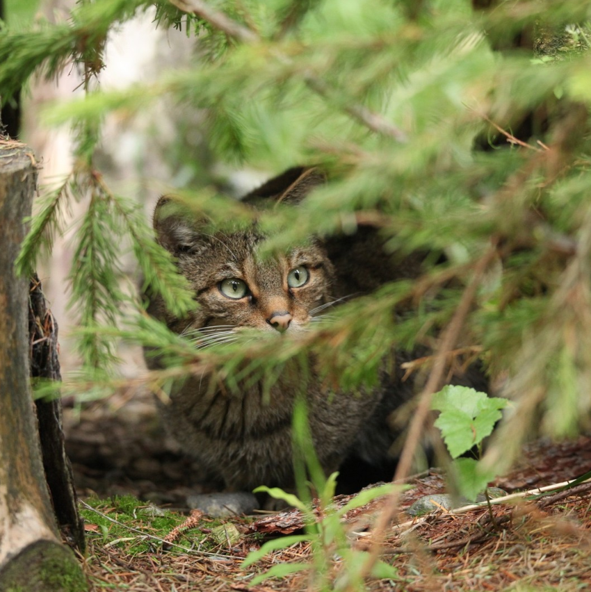 Meet Brora, one of the wildcats <a href="/Aigas/">Aigas Field Centre</a>.

Aigas is one of over 30 members of the UK conservation breeding programme, managed by our partner, <a href="/rzss/">Royal Zoological Society of Scotland</a> 🧡

Kittens born into the programme may contribute directly to wildcat restoration ➡️ savingwildcats.org.uk/conservation-b… 

📸 Charlotte Robertson