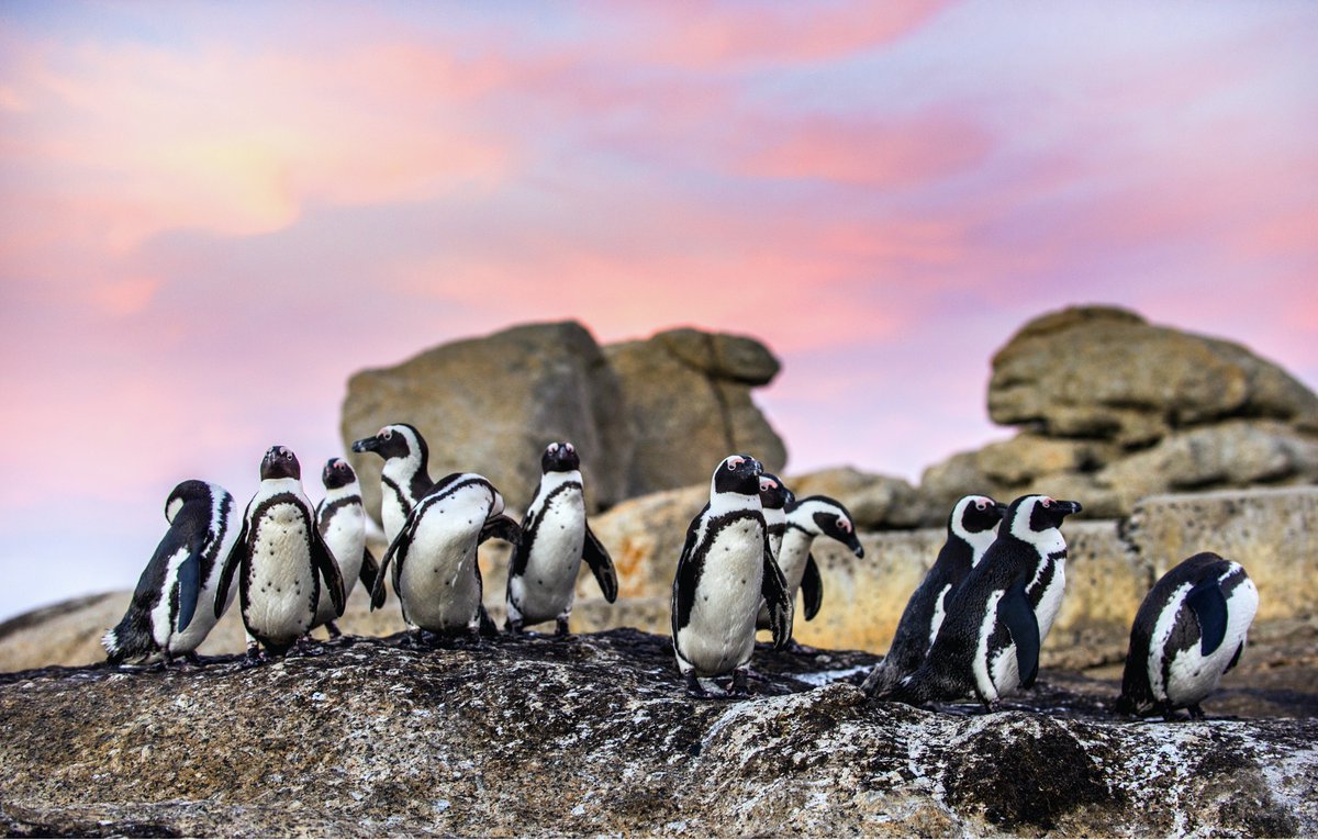 #FridayFacts!

The African penguin, Scientific name: Spheniscus demersus, is also known as the jackass penguin and black-footed penguin. 

📸Sergey Uryadniko

#FunFacts #Travel #CapeTown #SouthAfrica