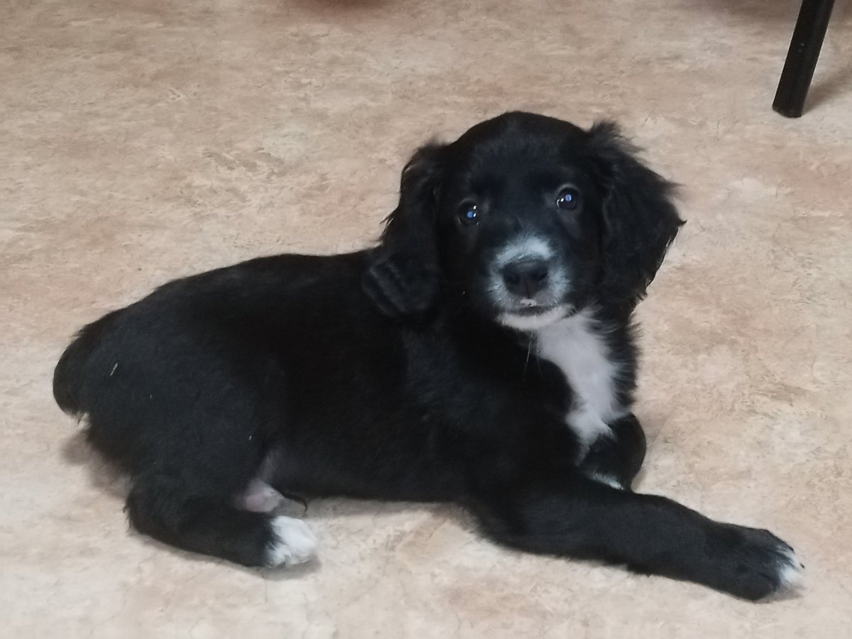 I got a puppy ♡o(╥﹏╥)o ♥♡
My baby ❤️❤️❤️❤️❤️