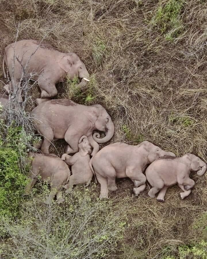 A sleeping elephant family photographed by a drone.

(via @rabihalameddine)