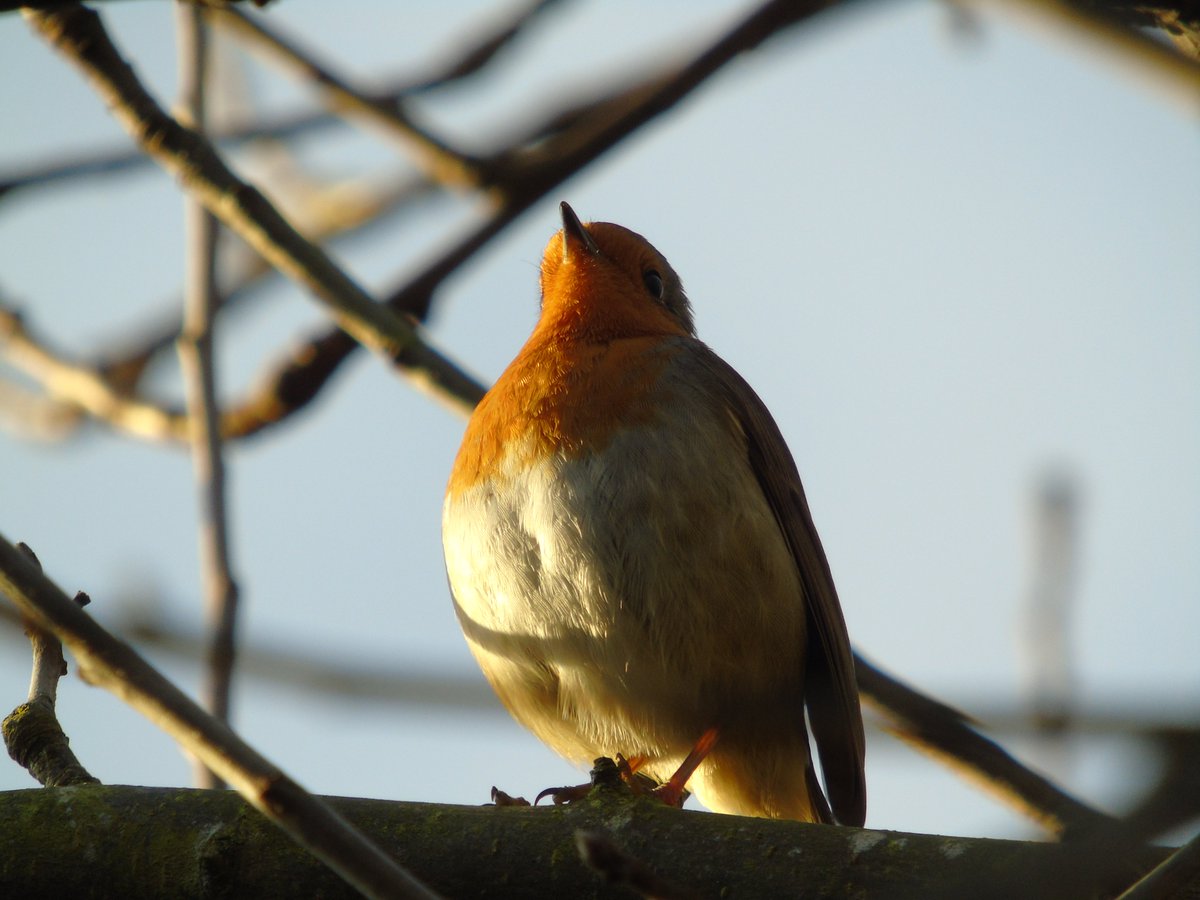 MyGarden_Uk's tweet photo. Catching The Rays.๐
#Robins #Birds #BeautifulBirds #Nature #birdphotography #BirdsOfTwitter #Sunbathing
#FridayFeeling #Birds #KeepWarm #WrapUp #LayerIt #StaySafe https://t.co/30NcKqfwiO
