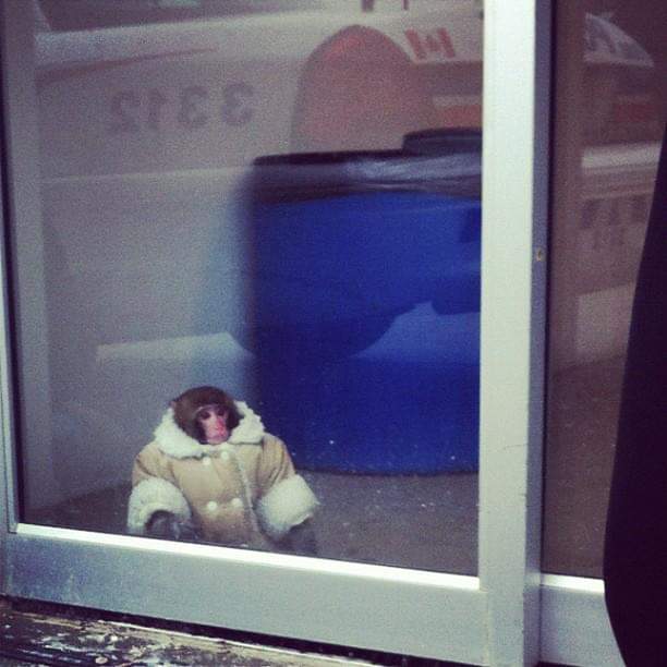 Ten years ago today, the city of Toronto gave us the most fashionable monkey the world had ever seen.

🙈