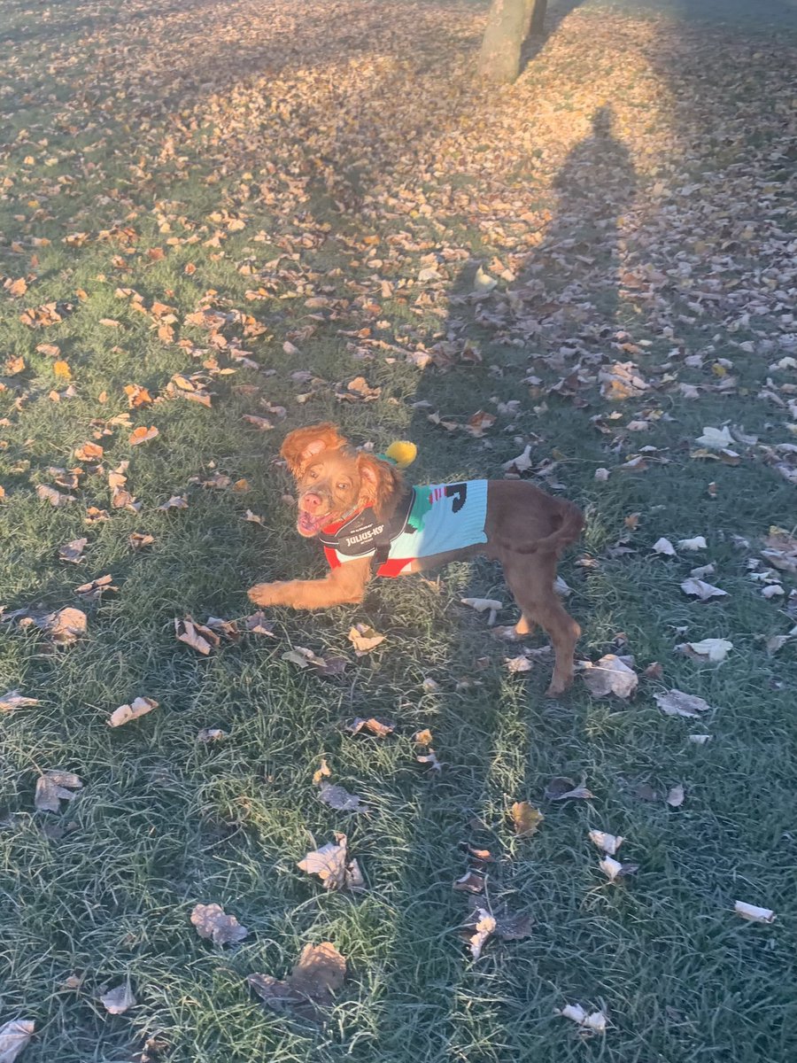 KAlovisi's tweet photo. @Abbiedew Monty enjoying the park 🐕 https://t.co/XcSsFGQFgA