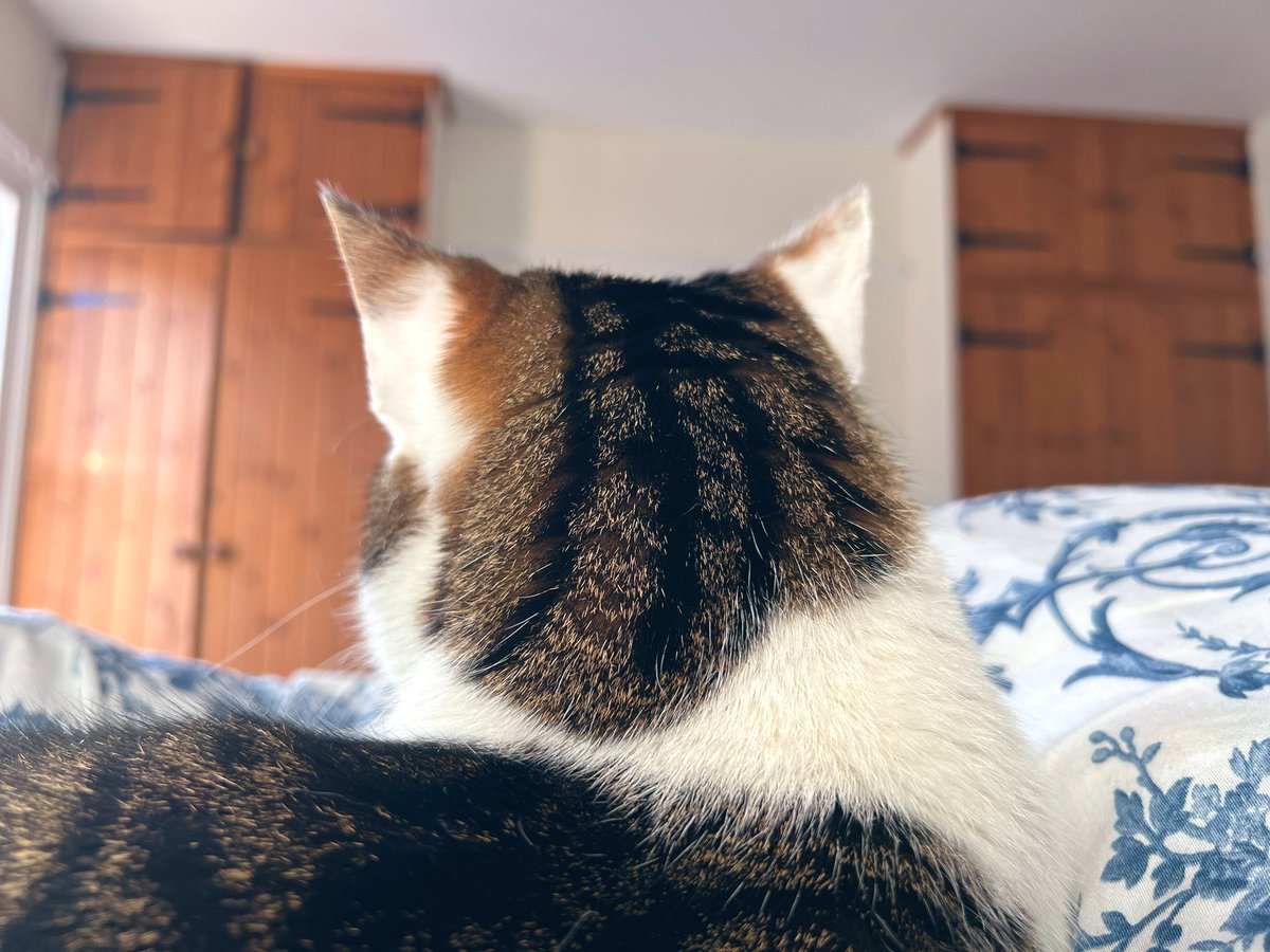 S A O on Twitter "That was…an aggressive celebration. Was head butted