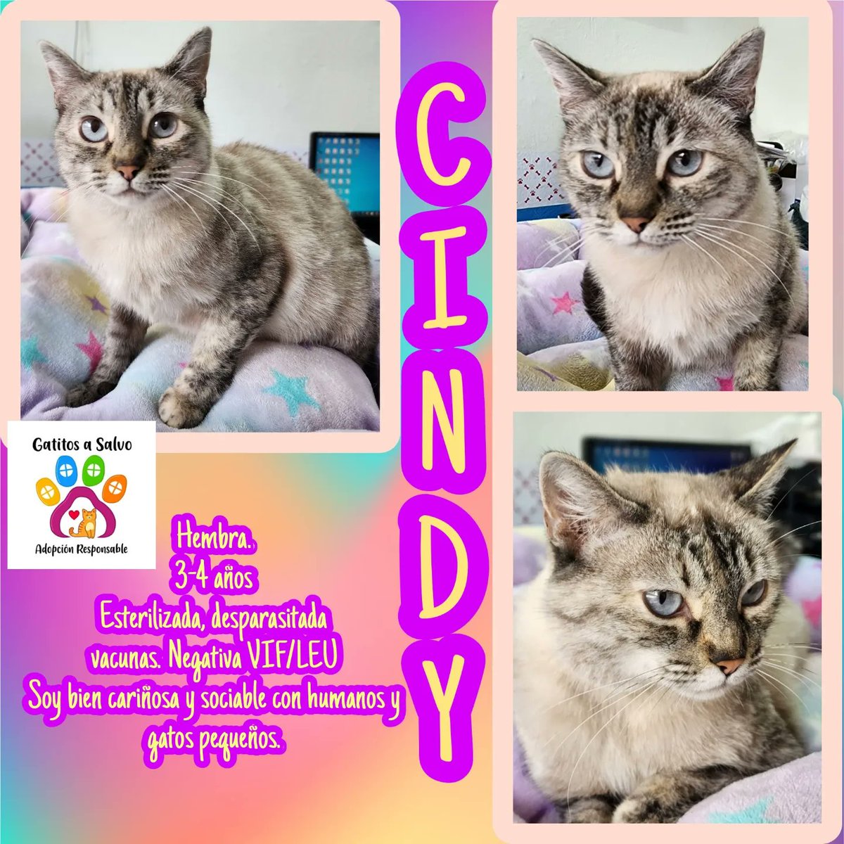 gatitosasalvo's tweet photo. #FamiliaFelina #CDMX 
estos peques siguen sin encontrar #AdopciónResponsable
Sé que no son unos bbs, pero son igual de cariñosos,ronroneadores y juguetones y muy educaditos.
No les neguemos la oportunidad de tener un hogar para ellos solitos. Ellos sabrán recompensar a su humano https://t.co/VZqnixCOr5