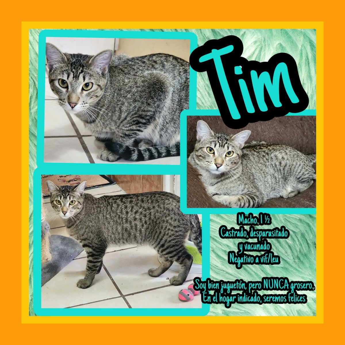gatitosasalvo's tweet photo. #FamiliaFelina #CDMX 
estos peques siguen sin encontrar #AdopciónResponsable
Sé que no son unos bbs, pero son igual de cariñosos,ronroneadores y juguetones y muy educaditos.
No les neguemos la oportunidad de tener un hogar para ellos solitos. Ellos sabrán recompensar a su humano https://t.co/VZqnixCOr5